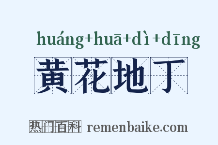 黄花地丁是什么意思的图片